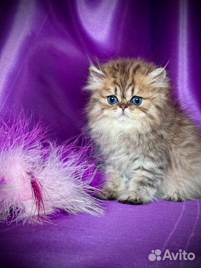 Персидская золотая шиншилла