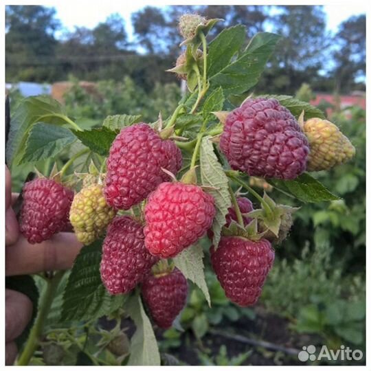 Саженцы малины ремонтантная