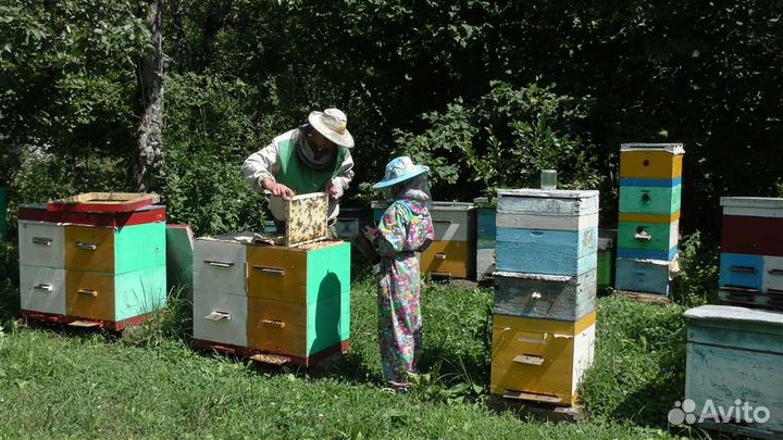 Горный мед Боярышник, Липа, Лес