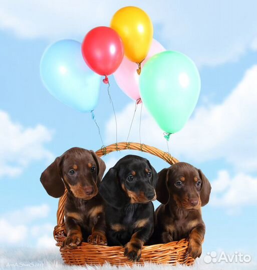 Касавцы таксята гладкий стандарт