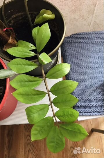 Комнатные цветы