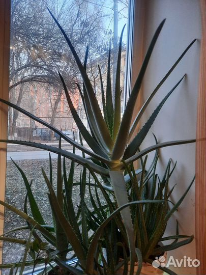 Алоэ вера косметический