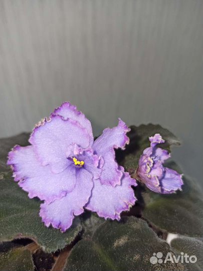 Фиалка Голубой дракон