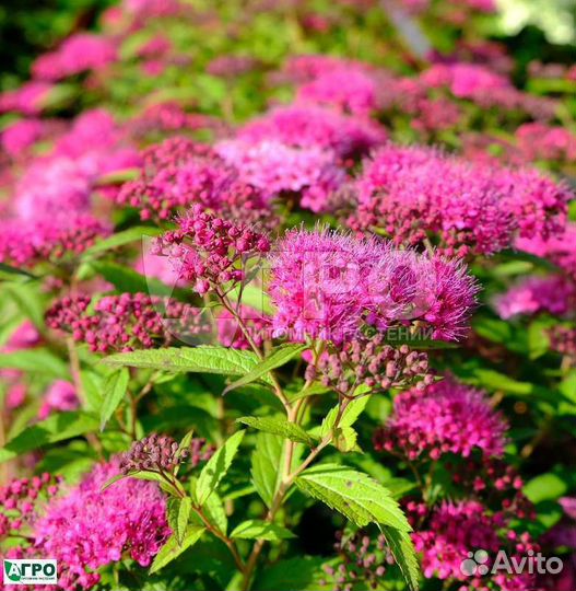 Спирея Мэджик Карпет