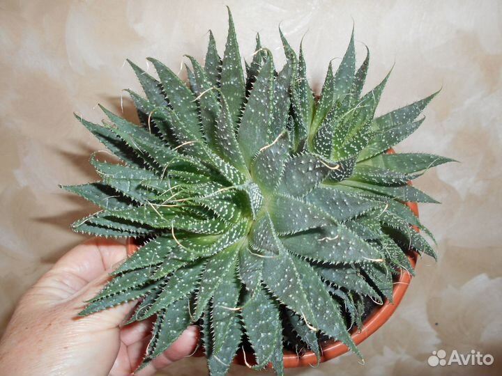 Толстянка денежное дерево