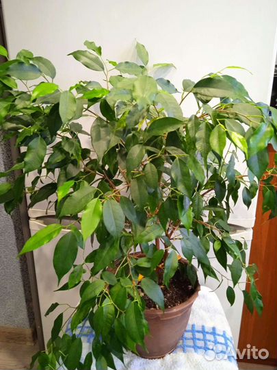 Сортовые фикусы бенджамина