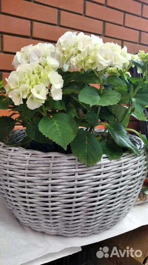 Кашпо горшок для цветов