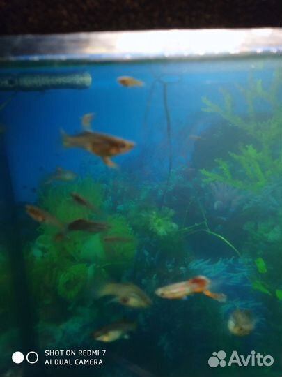 Неприхотливые живородящие рыбки гуппи