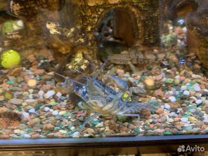 Синие раки 5-10см