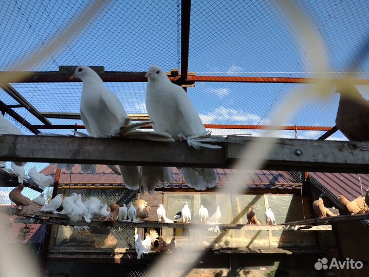 Голуби белые павлины