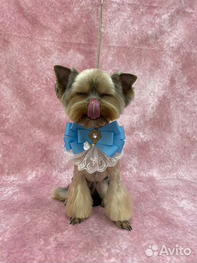 Груминг животных