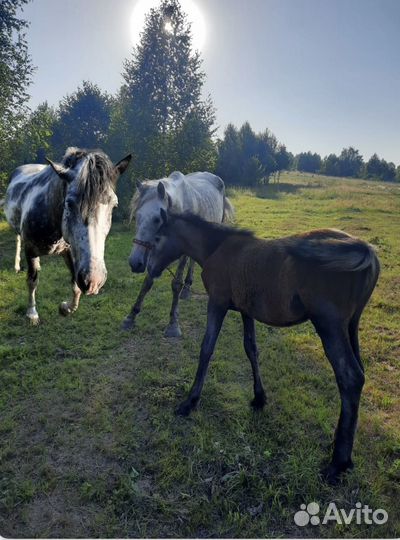 Продам семью лошадей