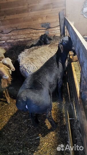 Племенные Бараны