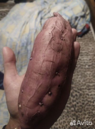 Батат клубни на еду