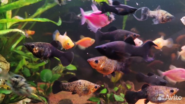 Продаются моллинезии