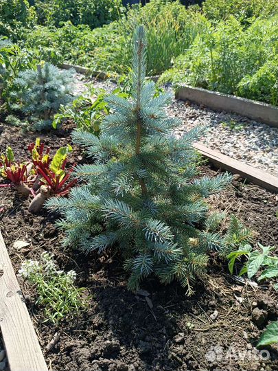 Ель голубая