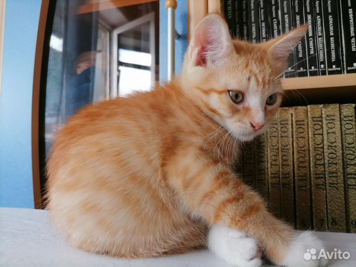 Рыжий котенок