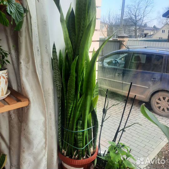 Сансевиерия