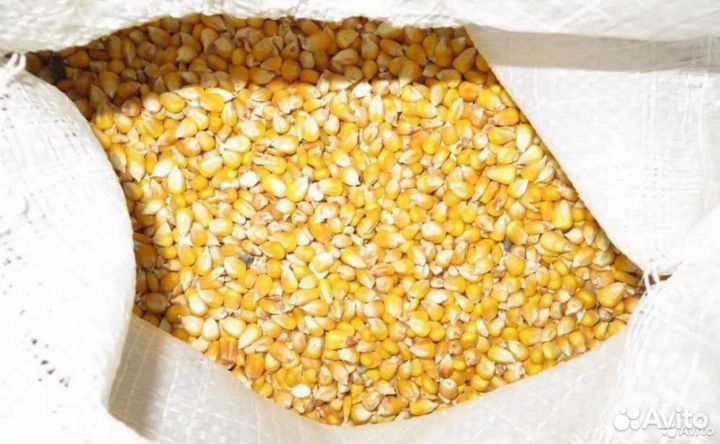 Кукуруза зерно