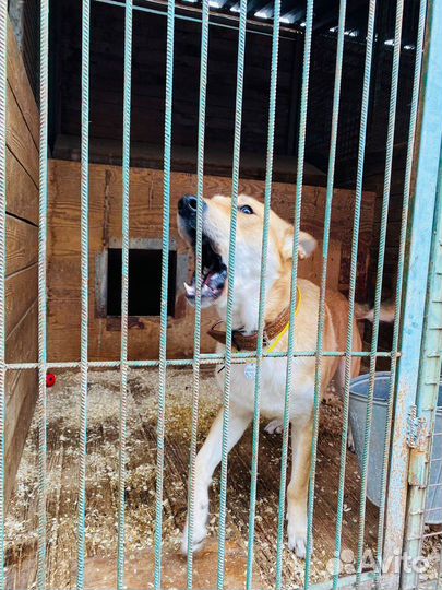 Потеряшка в приюте ищет дом