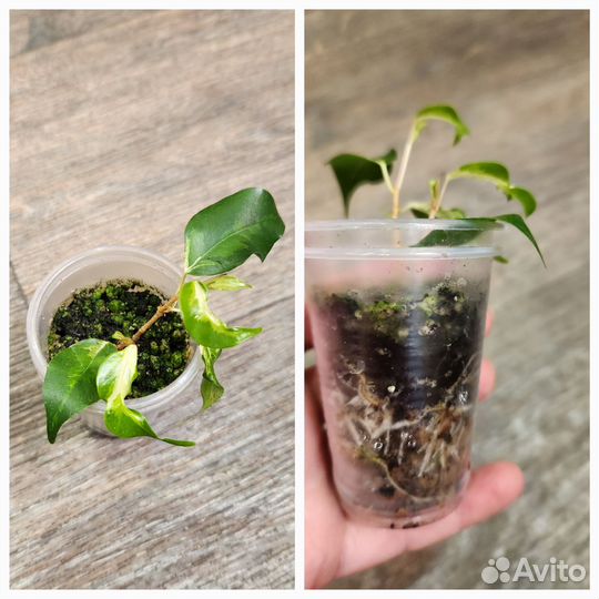 Набор коллекционных фикусов 9 шт