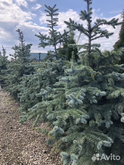 Голубая ель, зеленые ели