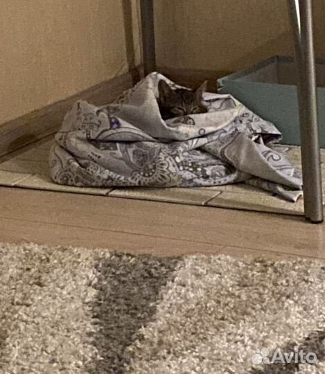 Котенок девочка в добрые руки