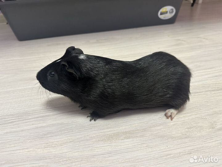 Морская свинка