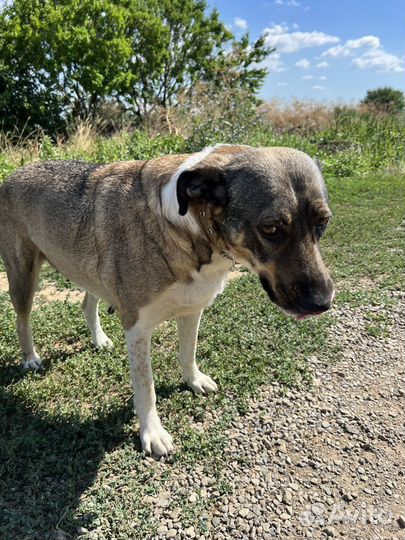 Собака ласковая 4 года в хорошие руки стерильна