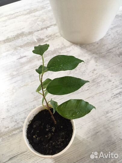 Фикус Бенджамина