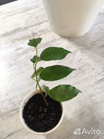 Фикус Бенджамина