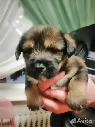 Собака