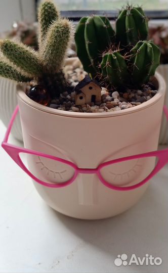 Композиция из кактусов