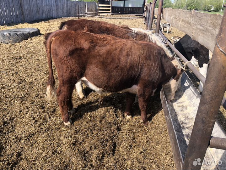 Быки герефорд