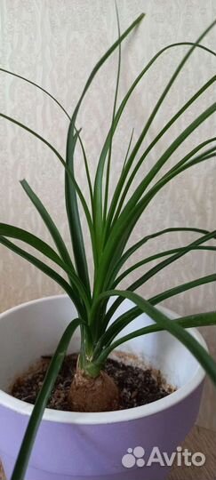 Бокарнея нолина