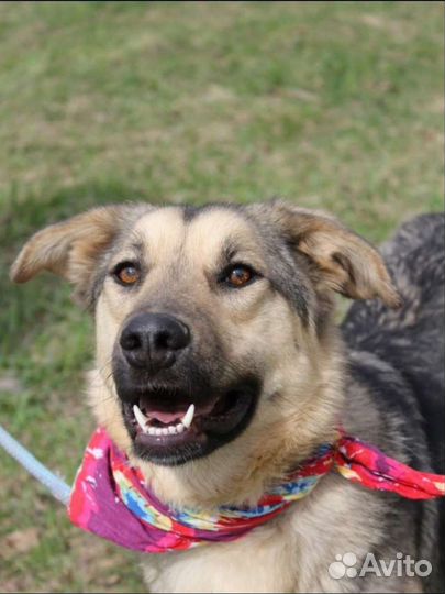 Брусника приют Некрасовка