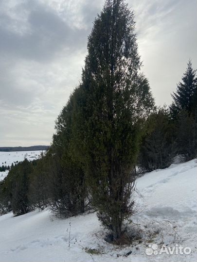 Деревья можевелника