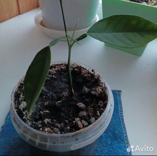 Авокадо, кафрский лайм