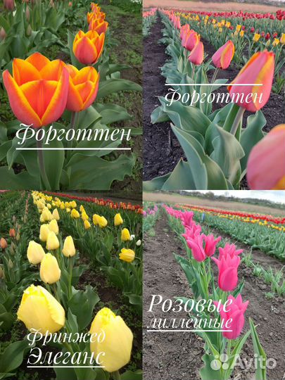 Луковицы сортовых тюльпанов