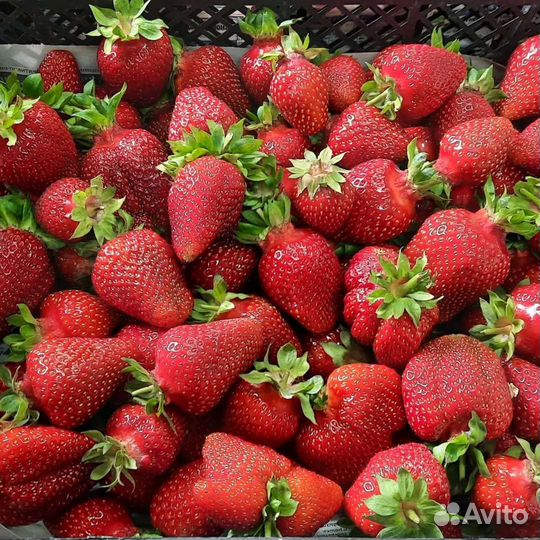 Рассада клубники