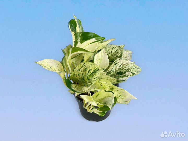 Эпипремнум Хэппи Лиф 12/25