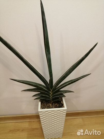 Сансевьерия