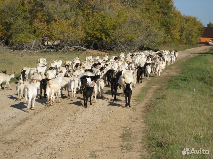 Дойные козы, некози, козлята