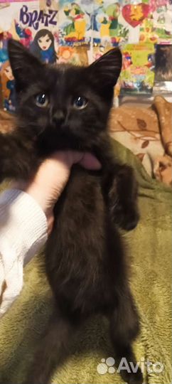 Котик в дар бесплатно