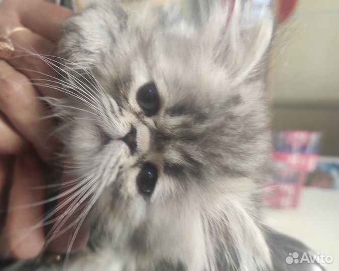 Продаже персидские котят