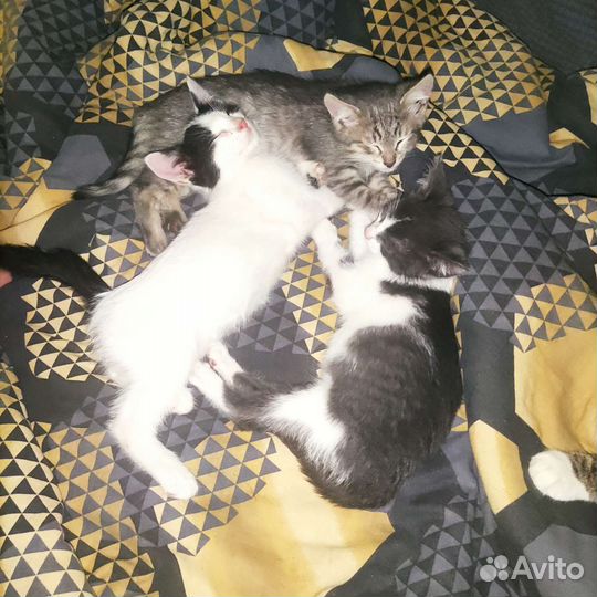 Котята в добрые руки
