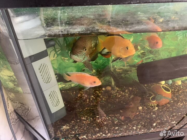Аквариум с тумбой м с рыбками