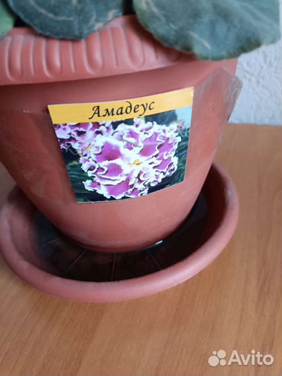 Фиалка в горшках