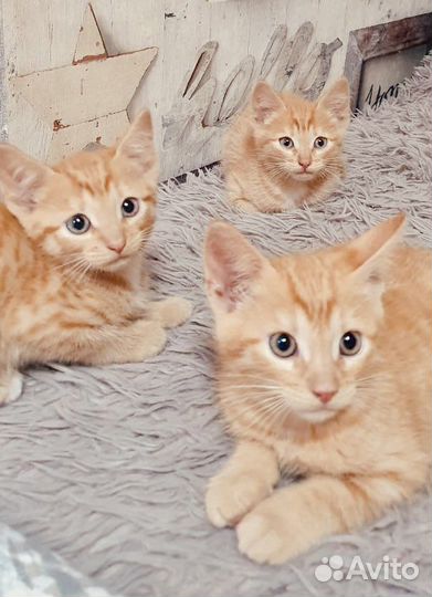 Рыжие котята