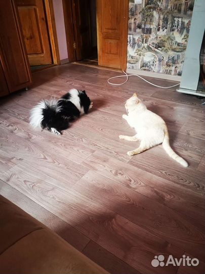 Персидский кот вязка